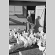 Poultry farm (ddr-densho-93-34)
