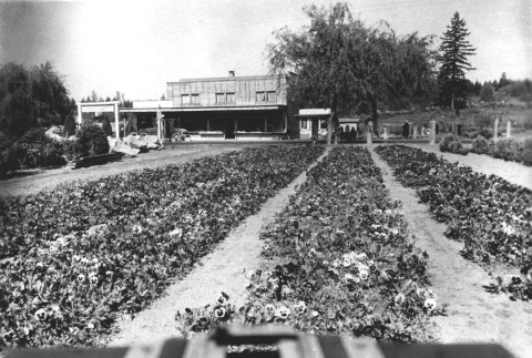 Field of pansies outside the Bainbridge Gardens (ddr-densho-34-24)
