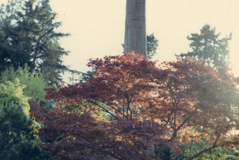Tree in the Garden (ddr-densho-354-559)