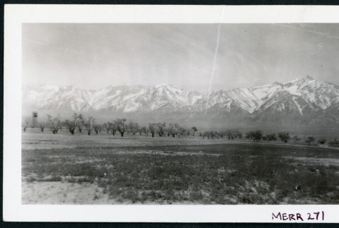 Photograph of the apple orchard at Manzanar (ddr-csujad-47-155)