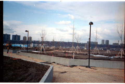 Young trees planted in field (ddr-densho-377-2358)