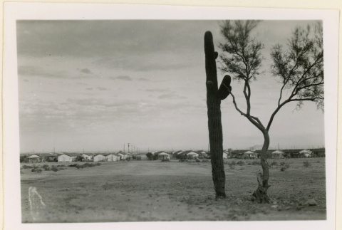 Plant life outside Butte (ddr-densho-37-1279)