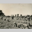 Camp inmates harvesting onions (ddr-densho-159-86)