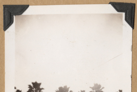 View of palm trees (ddr-densho-542-189)