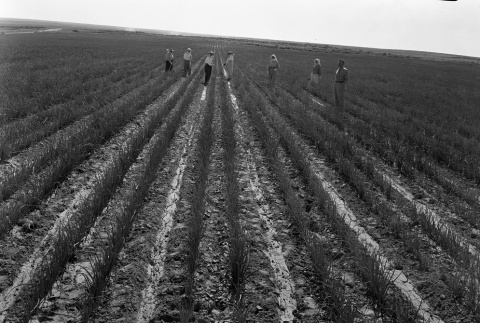 Women tending crops in a field (ddr-fom-1-15)