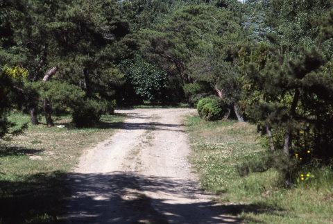 Straight road looking toward Tanyosho Junction, camperdown elm, black pines (ddr-densho-354-1078)