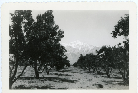Photograph of the Manzanar orchards (ddr-csujad-47-344)