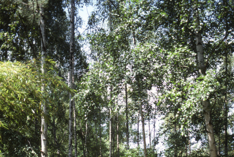 Birches (ddr-densho-354-1076)