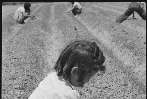 Girl weeding in school victory garden (ddr-densho-37-520)