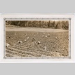 Workers in berry field (ddr-densho-313-10)