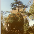 Pine growing out of big stump (ddr-densho-354-582)