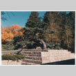 Tree (ddr-densho-377-1988)
