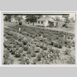 Flower field (ddr-densho-378-1133)