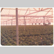 Frozen plants (ddr-densho-441-64)