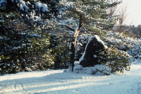 Garden in the snow (ddr-densho-354-923)