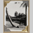 Bench underneath a palm tree (ddr-densho-404-241)