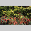 Bushes in fall colors in the Garden (ddr-densho-354-959)