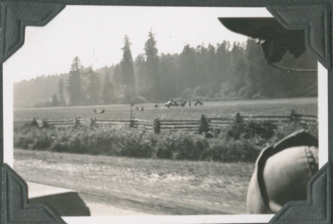 Herd of elk in field (ddr-ajah-2-212)