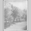 Row of flowering trees (ddr-densho-434-475)