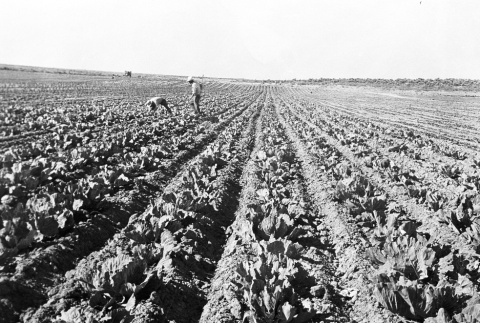 Cabbage field (ddr-densho-37-48)