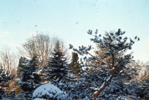 Holly and pine in the snow (ddr-densho-354-1015)