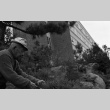 Fujitaro Kubota trimming pine at Seattle University (ddr-densho-354-2074)