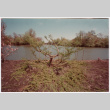 Trimmed tree (ddr-densho-377-2103)