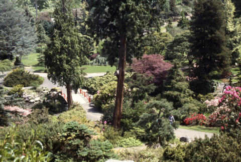 Looking down Mountainside toward Heart Bridge, paking area on left (ddr-densho-354-1965)