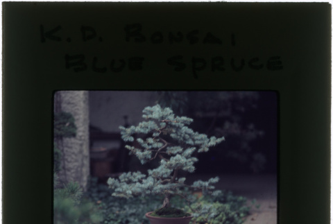 Blue spruce bonsai (ddr-densho-377-1063)