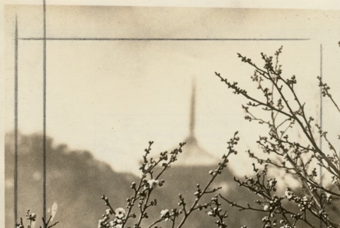 Flowering tree branch with a building in the distance (ddr-njpa-8-31)