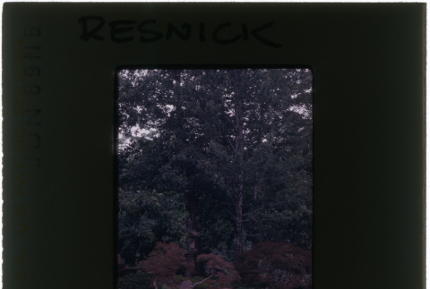Rock garden at the Resnick project (ddr-densho-377-1151)