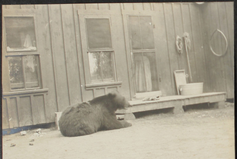Bear outside cabin (ddr-densho-355-666)