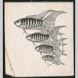 Sketch of fish (ddr-densho-493-96)