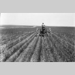Man working a tractor in a field (ddr-fom-1-34)
