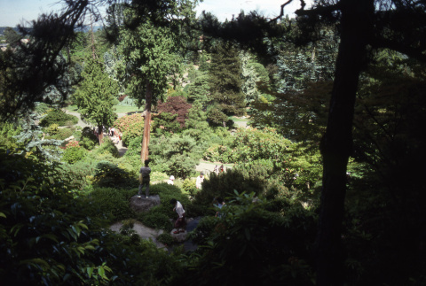 Trees in the Garden from Mountainside (ddr-densho-354-1312)