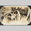 Two girls in a tree (ddr-densho-423-528)