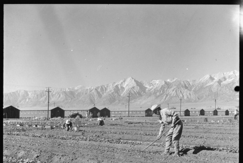 Japanese Americans tending crops (ddr-densho-151-35)