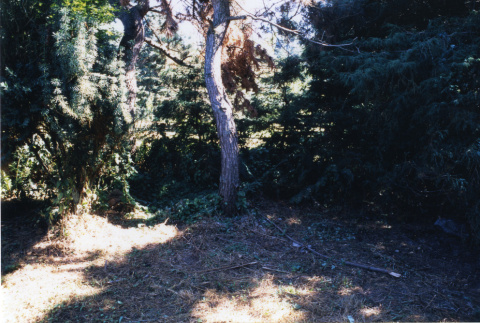 Damaged pine at location of re-entry from restroom and nursery stock area (ddr-densho-354-748)
