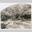 Large tree next to pond (ddr-densho-377-2255)