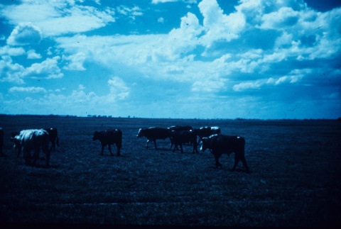 Cattle farm (ddr-densho-160-51)