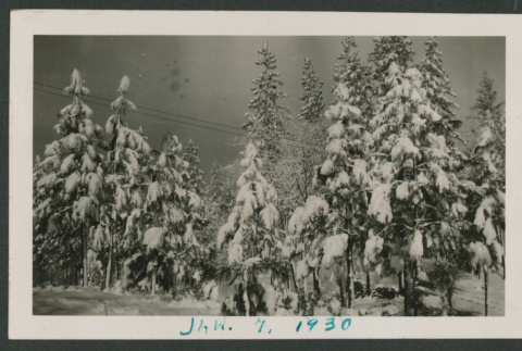 Snowy trees (ddr-densho-378-847)