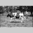 Robert H. Foote with cow (ddr-densho-1007-1246)