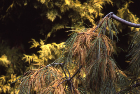 Close up of Pines (ddr-densho-354-951)