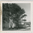 Landscaping at the Neptune Storage project (ddr-densho-377-106)