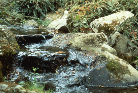 Mountainside creek (ddr-densho-354-1002)