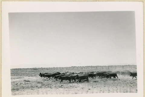 Pigs in a field (ddr-densho-37-1622)