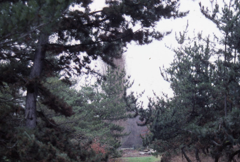 Poplar in distance, pine nursery (ddr-densho-354-1087)