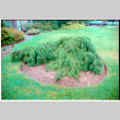 Pine bush (ddr-densho-377-2428)