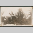 Man standing in a Japanese garden (ddr-densho-433-759)