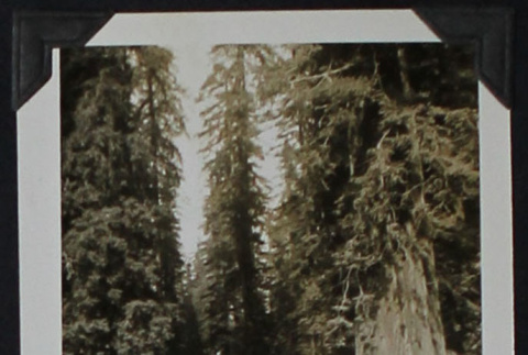Woman poses with Redwood tree (ddr-densho-359-1349)